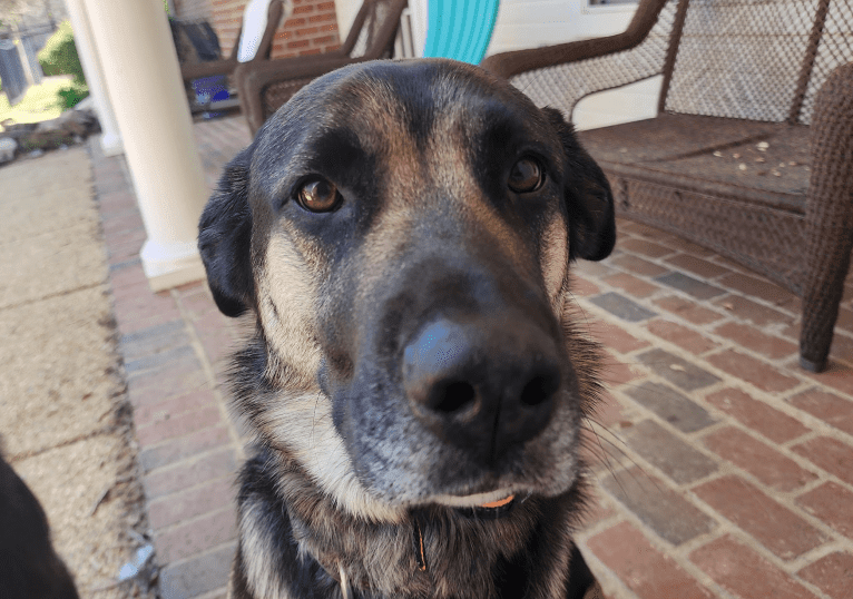 Rey
Siberian Husky 29.1%
Mastiff 27.4%
Labrador Retriever 22.6%
German Shepherd Dog 20.9%
