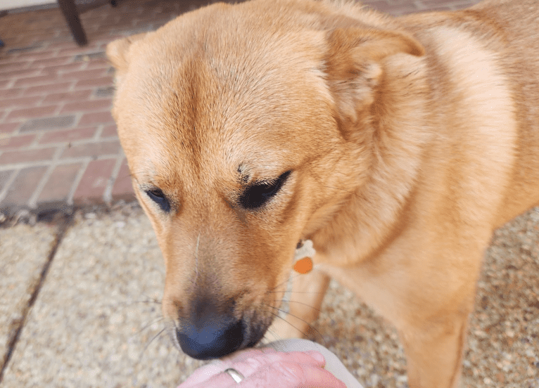 Simba
German Shepherd Dog 26.5%
Australian Cattle Dog 25.9%
Siberian Husky 14.8%
Supermutt 13.6%
Chow Chow 10.5%
Alaskan Malamute 8.7%
