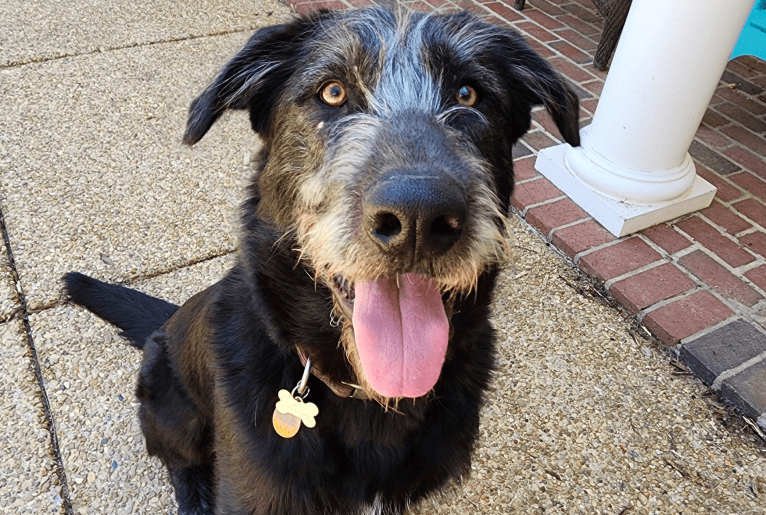 Wik
German Shepherd Dog 50.4%
American Pit Bull Terrier 20.9%
Golden Retriever 16.1%
Poodle 12.6%
